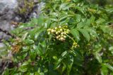 Sorbus sambucifolia. Верхушка побега с бутонами. Приморский край, Чугуевский р-н, гора Голец, 1600 м н.у.м., курумник. 13.06.2026.