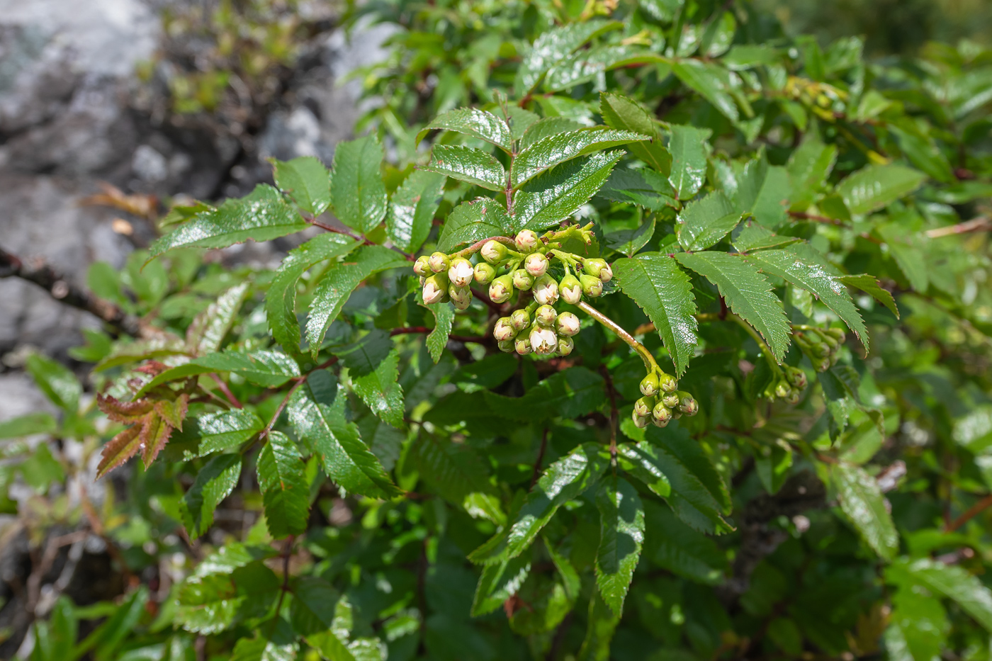 Изображение особи Sorbus sambucifolia.