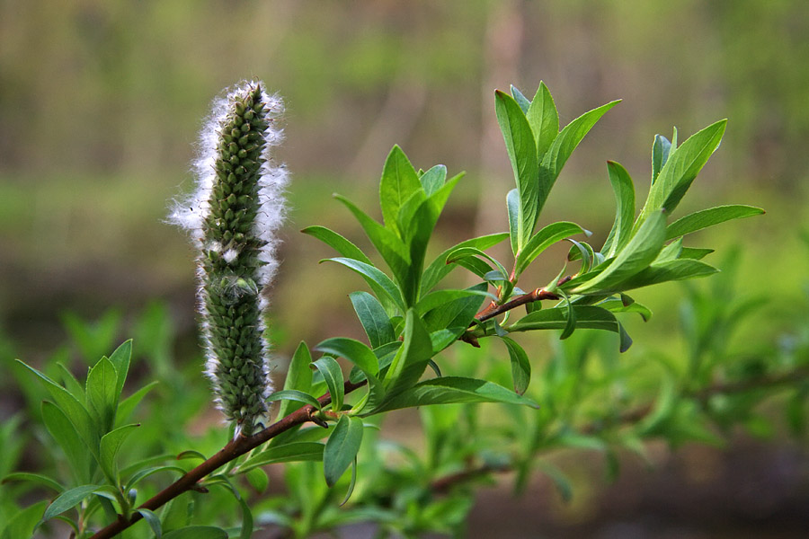 Изображение особи Salix gracilistyla.