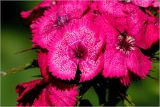 Dianthus barbatus. Цветки. Московская обл., Раменский р-н, окр. дер. Хрипань, садовый участок. 16.06.2026.