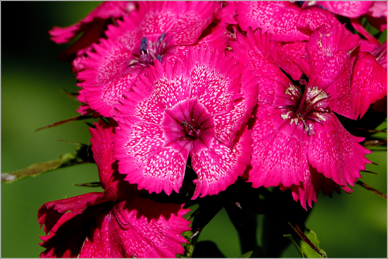 Изображение особи Dianthus barbatus.