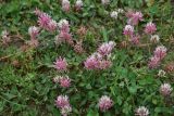 род Trifolium