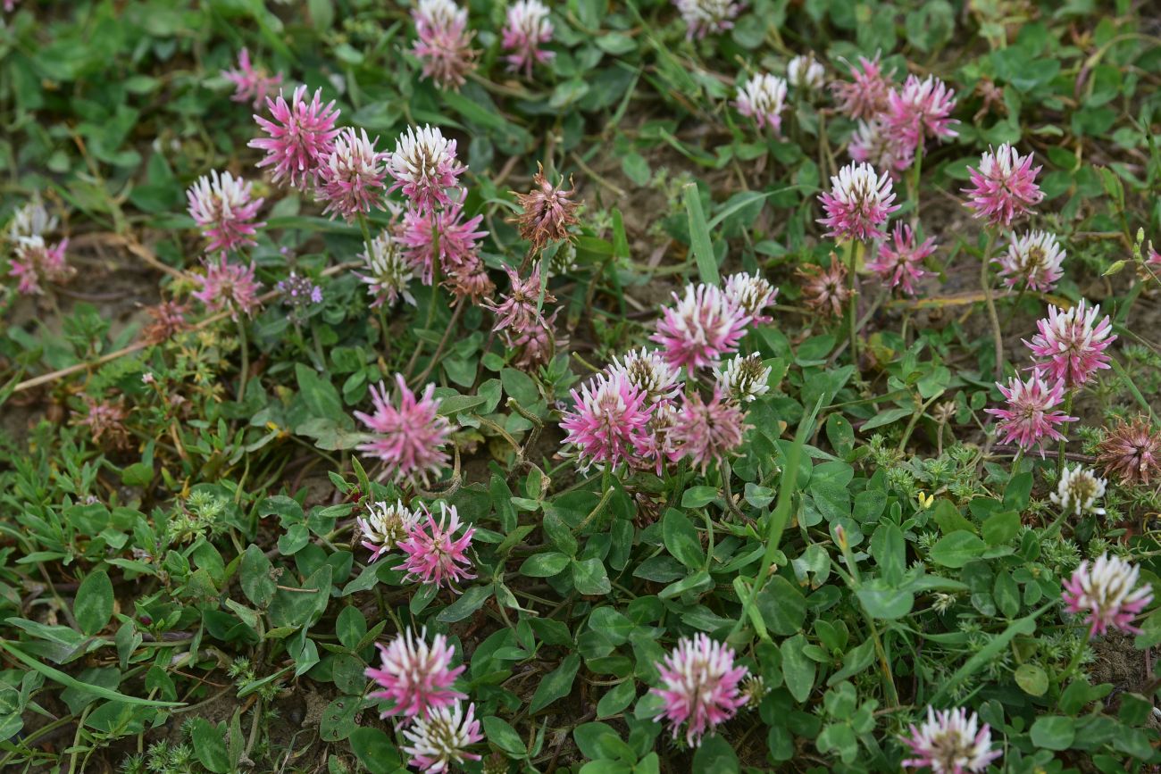 Image of genus Trifolium specimen.