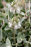 Otostegia olgae