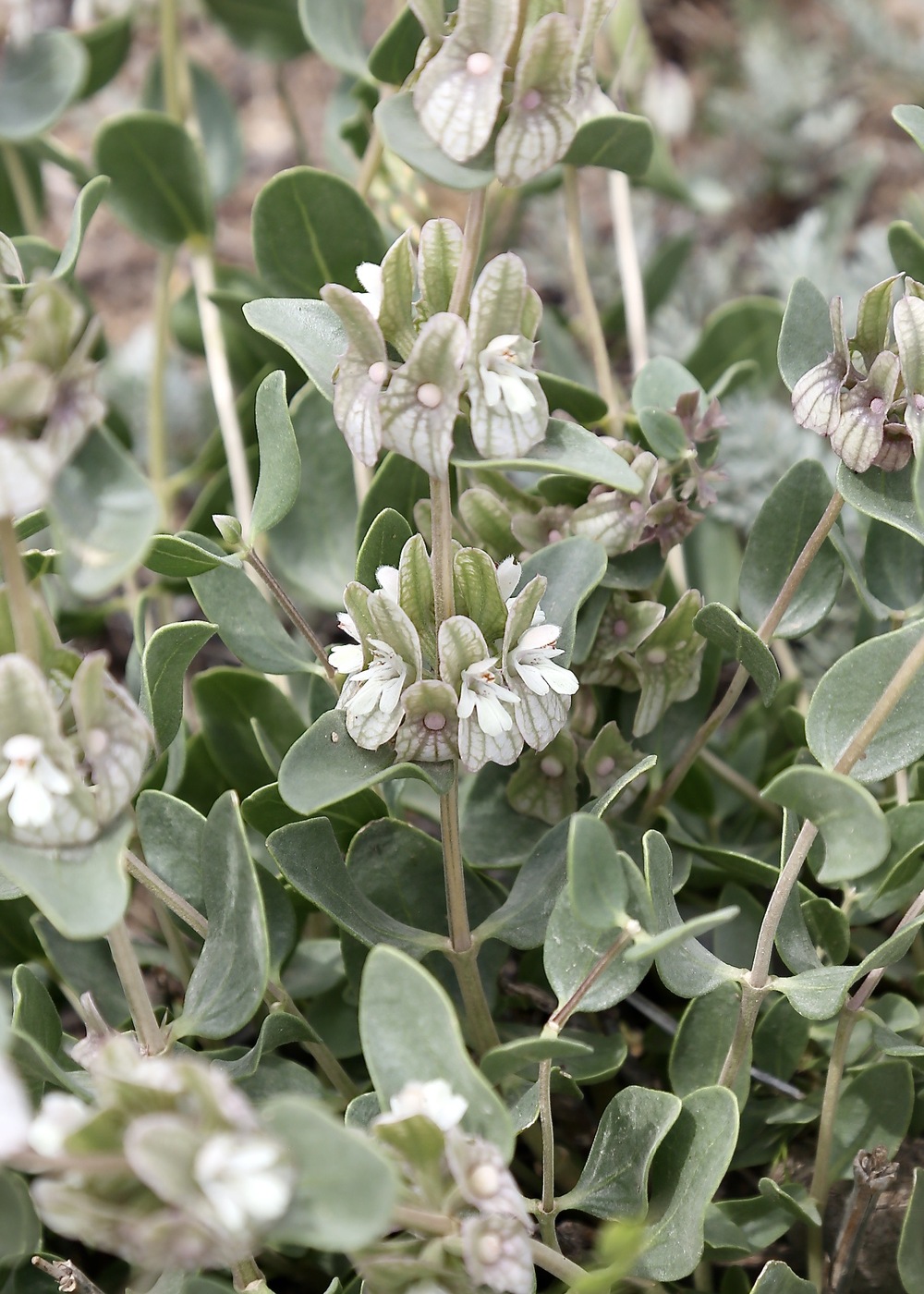 Изображение особи Otostegia olgae.