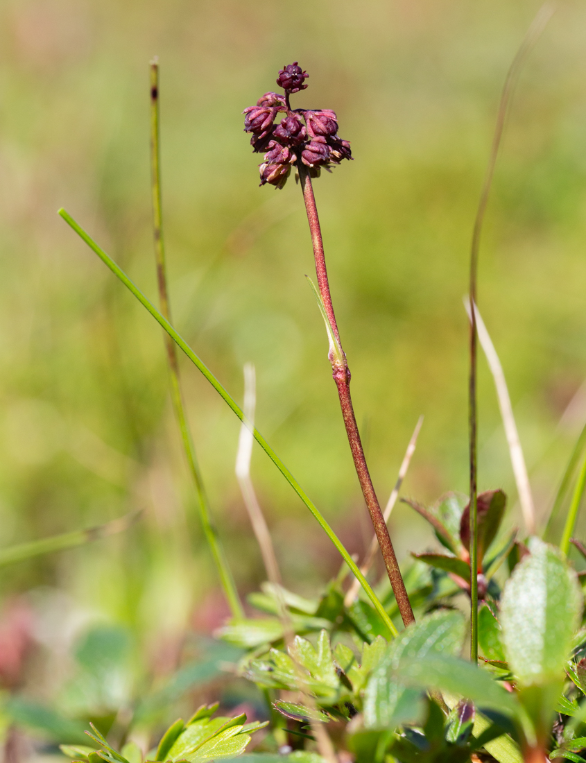 Изображение особи Tofieldia coccinea.