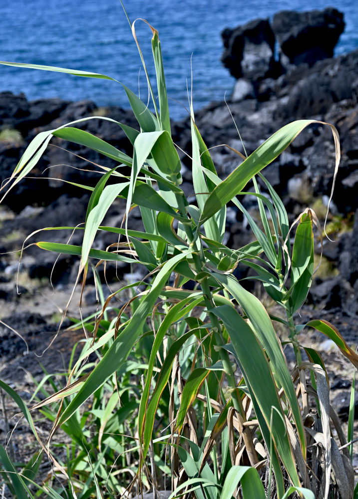 Изображение особи Arundo donax.
