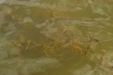 Potamogeton trichoides
