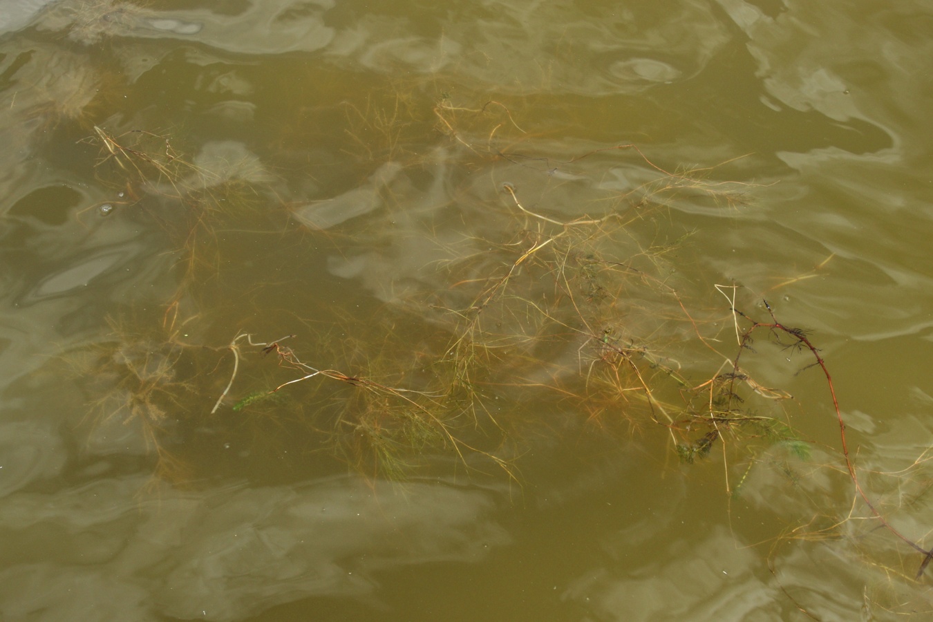 Image of Potamogeton trichoides specimen.