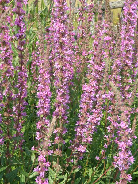 Изображение особи Lythrum salicaria.
