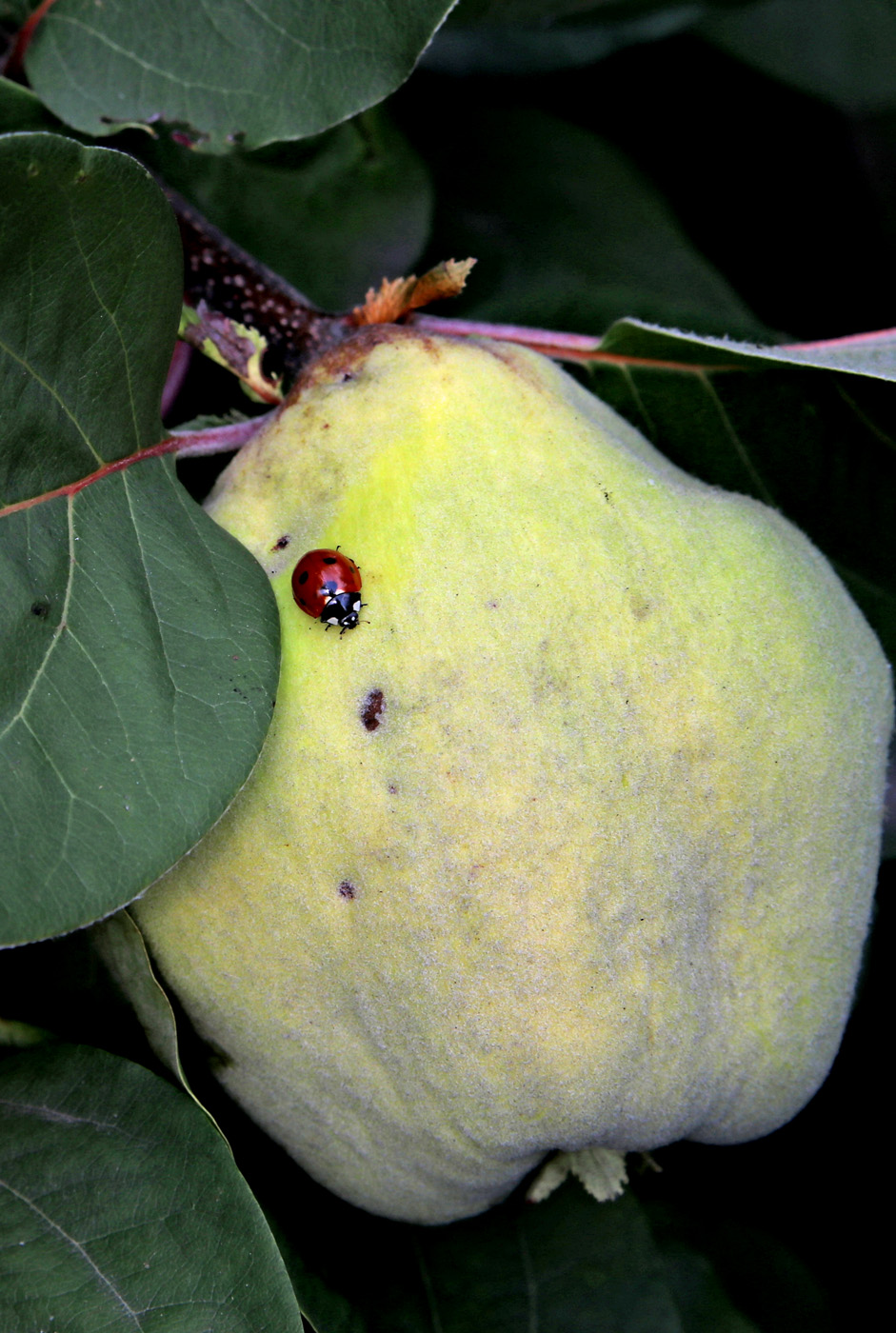 Image of Cydonia oblonga specimen.