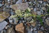 genus Aconogonon. Соцветие. Турция, ил Артвин, р-н Юсуфели, левый берег р. Бархал-Чайи над порогом, выс.1800 м н.у.м., скальная полка. 14 июня 2026 г.