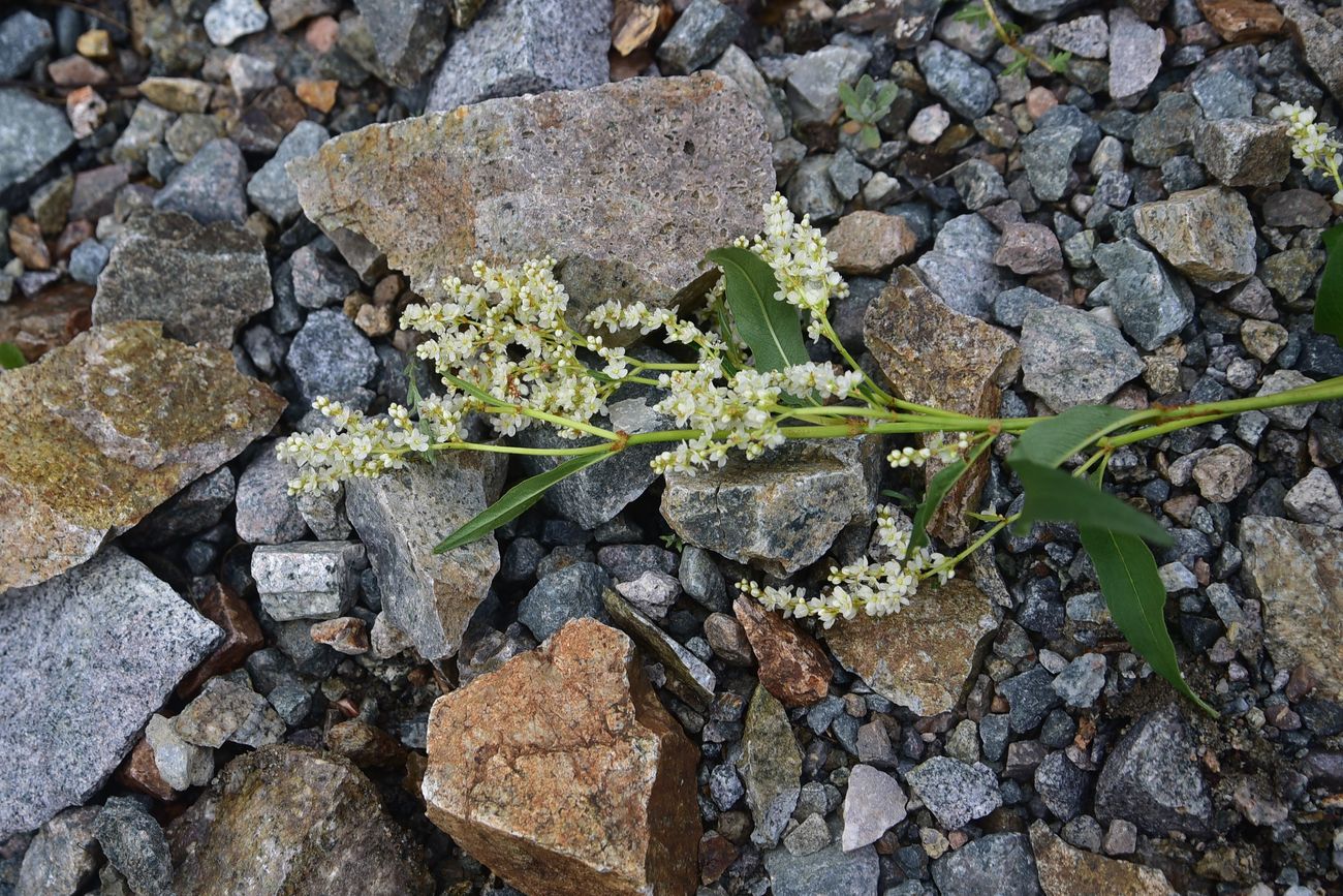 Image of genus Aconogonon specimen.