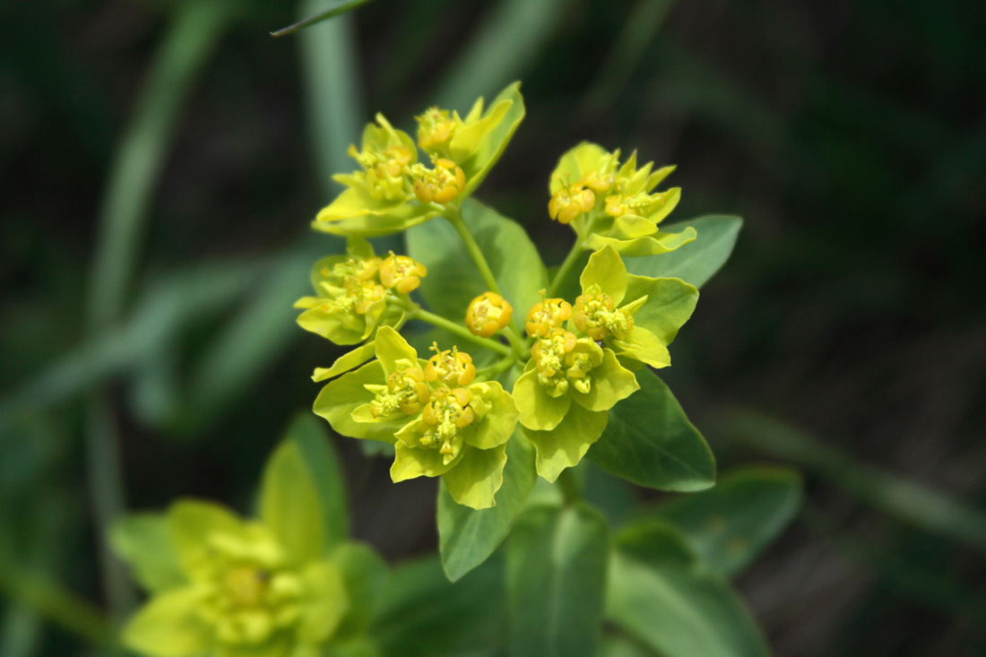 Изображение особи Euphorbia sarawschanica.