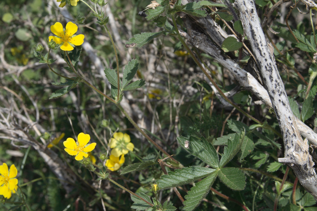 Изображение особи Potentilla asiatica.