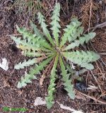 Taraxacum