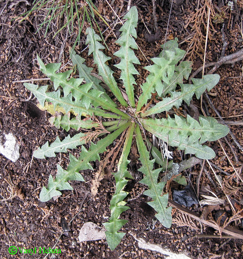 Image of genus Taraxacum specimen.