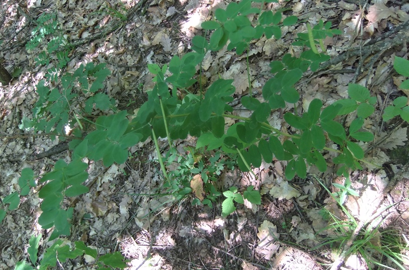 Image of Lathyrus niger specimen.