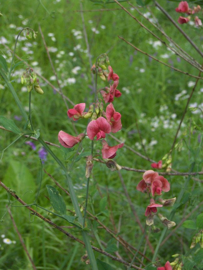 Image of Lathyrus miniatus specimen.