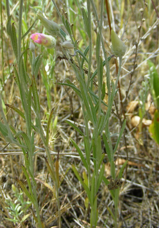 Image of Xeranthemum annuum specimen.