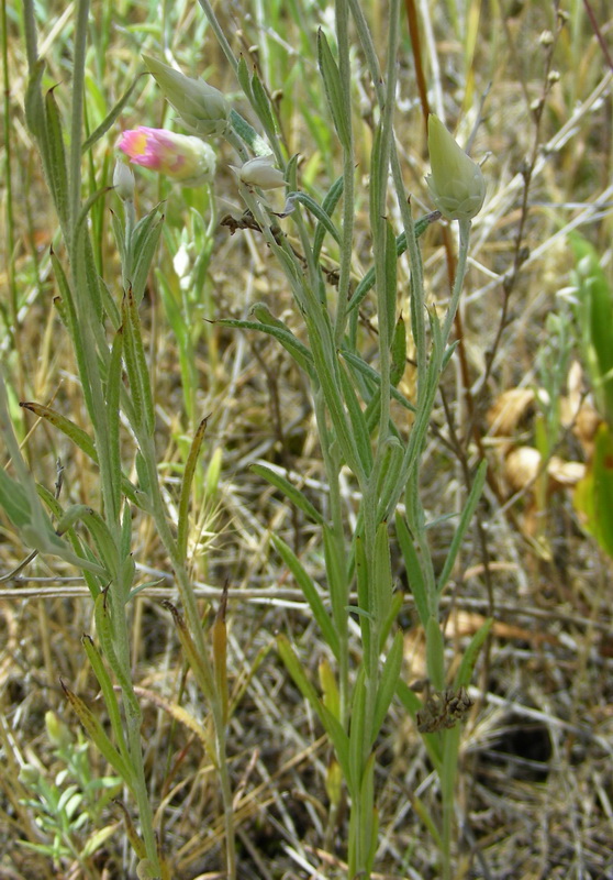 Изображение особи Xeranthemum annuum.