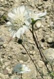 Image of taxon representative. Author is Александр Фатерыга