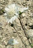 Lomelosia argentea. Верхушки побегов с соцветиями (Scabiosa taurica). Крым, окр. с. Перевальное, урочище Аян. 17 июля 2011 г.