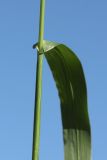 Echinochloa crus-galli