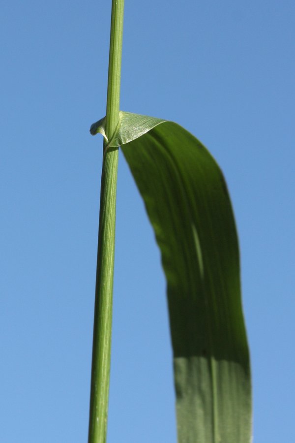 Изображение особи Echinochloa crus-galli.