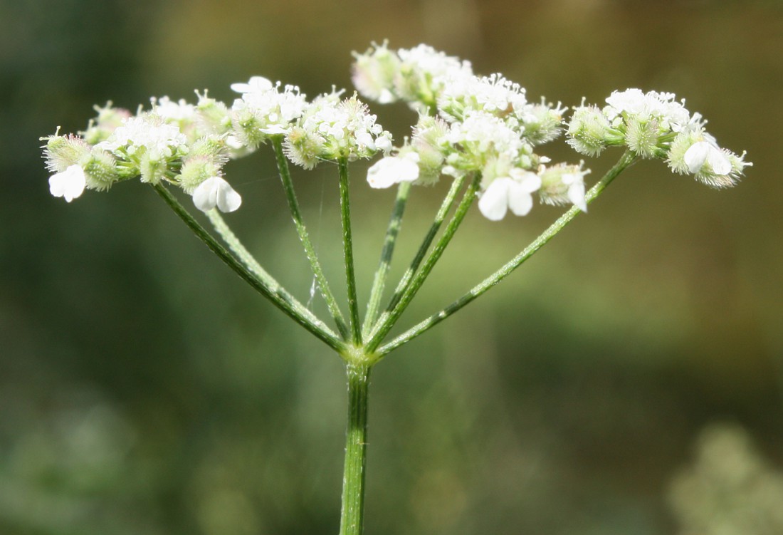 Image of Torilis arvensis specimen.