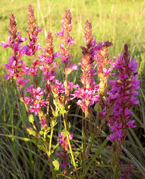 Image of Lythrum salicaria specimen.