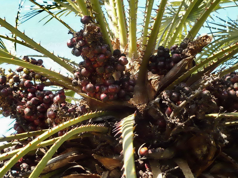 Image of Chamaerops humilis specimen.