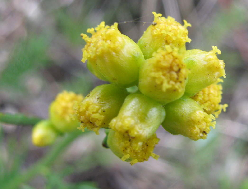 Изображение особи Filifolium sibiricum.