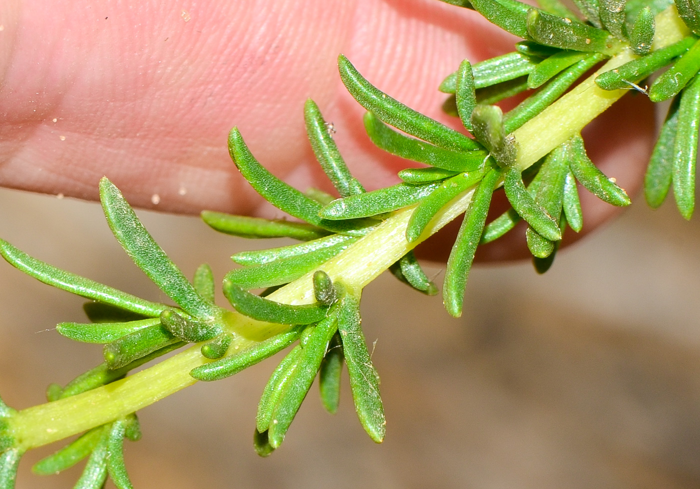 Изображение особи Artemisia monosperma.