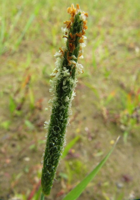 Image of Alopecurus aequalis specimen.