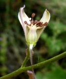 Image of taxon representative. Author is Базар Довлетов
