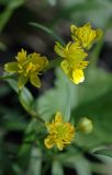 Ranunculus cassubicus