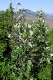 Sorbus taurica. Ветви. ЮВ Крым, гора Эчки-Даг. 9 июня 2011 г.