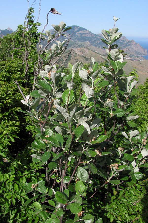 Image of Sorbus taurica specimen.