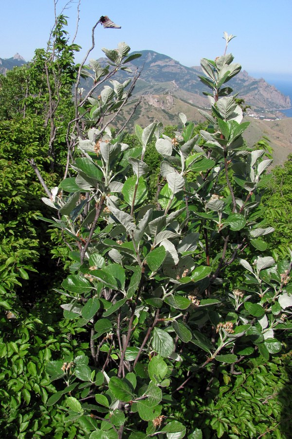 Изображение особи Sorbus taurica.