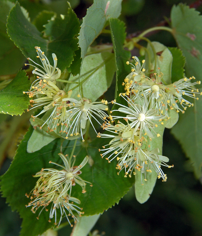 Изображение особи Tilia cordata.