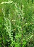 Artemisia vulgaris. Верхняя часть бутонизирующего растения. Нижегородская обл., Кстовский р-н, берег р. Кудьма. 14.07.2011.