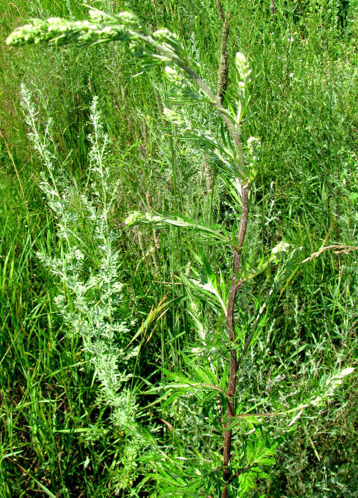 Image of Artemisia vulgaris specimen.