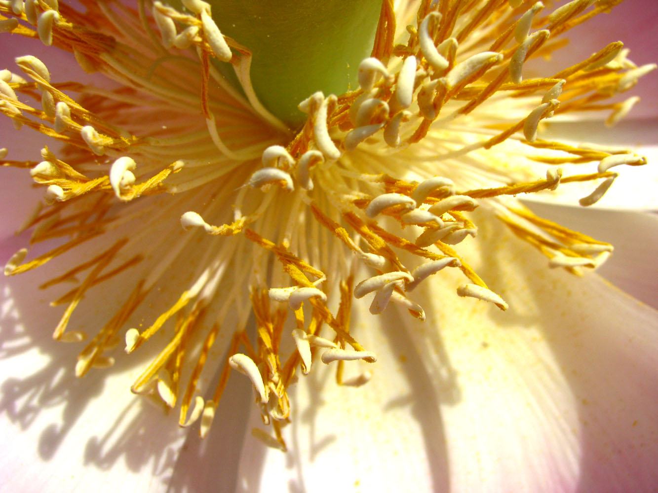 Image of Nelumbo caspica specimen.