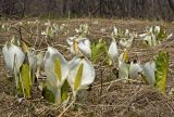 Lysichiton camtschatcensis