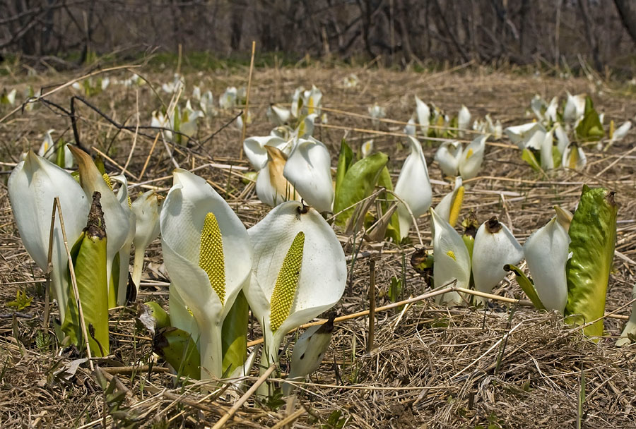 Image of Lysichiton camtschatcensis specimen.