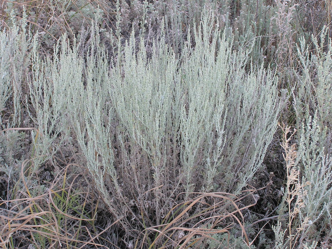Изображение особи Artemisia nitrosa.