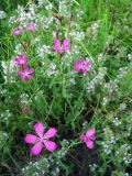 Dianthus deltoides