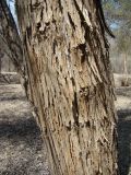 Populus diversifolia