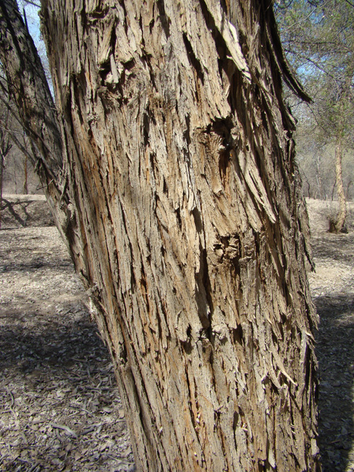 Image of Populus diversifolia specimen.